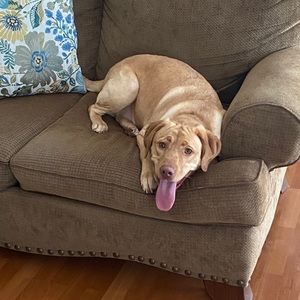 Meet your Posher, Dennis